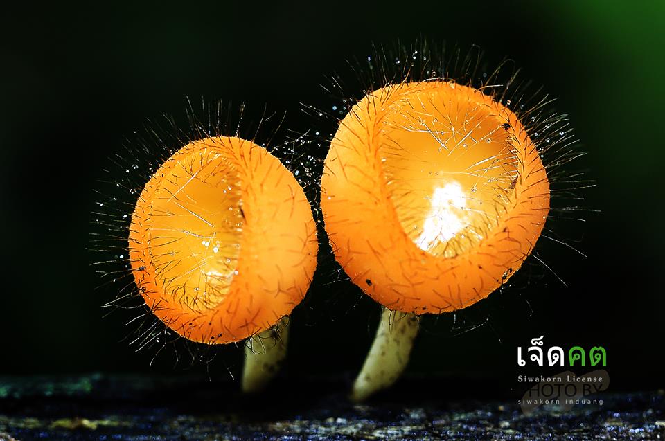 ถ่ายเห็ดแชมเปญ แบบฉบับอู๋ (อุปกรณ์มาโครง่ายๆ ถ่ายเห็ดให้สวย)