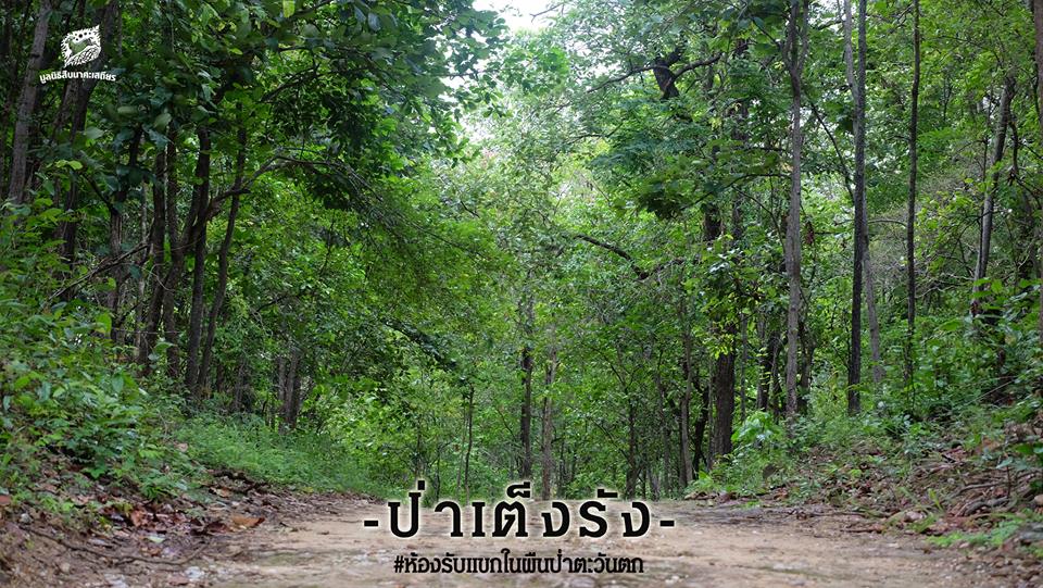 ป่าเต็งรังคือป่าแบบไหน มาทำความรู้จักกับป่าเต็งรังกันครับ