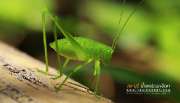 ลุยป่าพาไป-น้ำตกโกรกอีดก-ความสวยใกล้ๆกทม-จ.สระบุรี