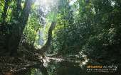 ทุ่งหญ้าเหลืองทองที่-ทุ่งเขาแหลม-ณ.อุทยานแห่งชาติเขาใหญ่