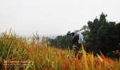 ทุ่งหญ้าเหลืองทองที่-ทุ่งเขาแหลม-ณ.อุทยานแห่งชาติเขาใหญ่