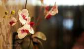 โรงแรม-โกลด์ออร์คิด-กรุงเทพฯ-Gold-Orchid-Bangkok-Hotel
