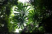 Koh-Kood-Island-Resort-เกาะกูด-ไอร์แลนด์-รีสอร์ท