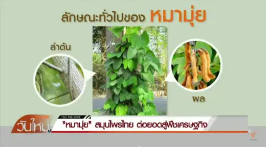 หมามุ่ย แก้ปัญหา การมีบุตรยาก