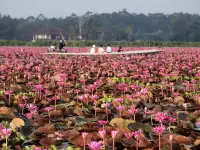 ล่องเรือชม ทะเลบัวแดง อุทยานนกน้ำทะเลน้อย จ.พัทลุง