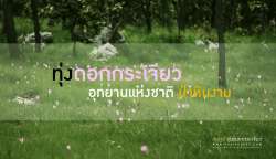 พาเที่ยว-ทุ่งดอกกระเจียว-ณ.ป่าหินงาม-อ.เทพสถิต-จ.ชัยภูมิ