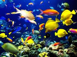 สนั่นกรุงเทพ-เมืองบาดาล-ในงานวันปลาสวยงามแห่งชาติ