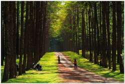 เกาะนามิเมืองไทย-ไม่ต้องไปถึงเกาหลี