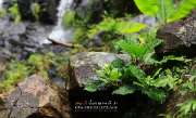 ลุยป่าพาไป-น้ำตกโกรกอีดก-ความสวยใกล้ๆกทม-จ.สระบุรี