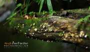 ลุยป่าพาไป-น้ำตกโกรกอีดก-ความสวยใกล้ๆกทม-จ.สระบุรี