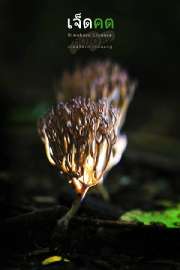 ถ่ายรูปเห็ดแชมเปญ-เห็ดขน-ที่น้ำตกเจ็ดคต