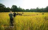ทุ่งหญ้าเหลืองทองที่-ทุ่งเขาแหลม-ณ.อุทยานแห่งชาติเขาใหญ่