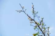 เที่ยวเชียงใหม่-4-วัน-3-ดอย-อ่างขาง-–-อินทนนท์-ดอยสุเทพ-แว้น-มอเตอร์ไซค์