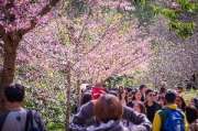เที่ยวเชียงใหม่-4-วัน-3-ดอย-อ่างขาง-–-อินทนนท์-ดอยสุเทพ-แว้น-มอเตอร์ไซค์
