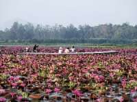 ล่องเรือชม-ทะเลบัวแดง-อุทยานนกน้ำทะเลน้อย-จ.พัทลุง