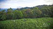 เขาช่อ-ไปปีนยอดเขาช่อ-เดินป่าใกล้ๆแค่เนี้ยความสวยไม่แพ้ยอดดอย-ที่สระบุรี