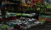 ตลาดต้นไม้กลางคืน-สวรรค์ของคนปลูกแคคตัส-Cactus-เฟิร์น-และ-ต้นไม้นานาชนิด
