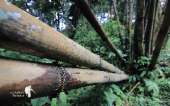 อุทยานแห่งชาติรามคำแหง-อช.รามคำแหง-เขาหลวงสุโขทัย