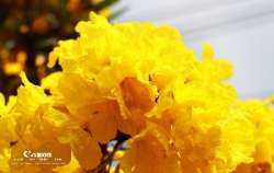 ออกถ่าย-เหลืองปรีดียาธร-กัน