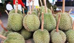 ตลาดกลางผลไม้เพื่อการเกษตรตะพง-จังหวัดระยอง