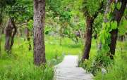 พาเที่ยว-ทุ่งดอกกระเจียว-ณ.ป่าหินงาม-อ.เทพสถิต-จ.ชัยภูมิ